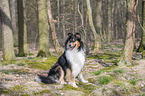 female Collie