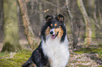 female Collie