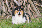 female Collie