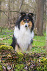 female Collie