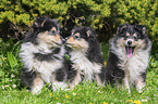 Collie Puppies