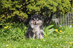 Collie Puppy