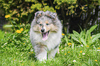 Collie Puppy