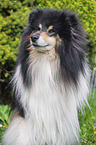female Collie