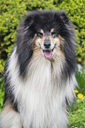 female Collie