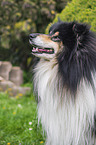 female Collie