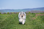 male Collie