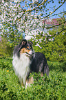 female Collie