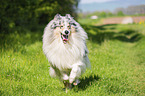 male Collie