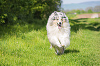 male Collie