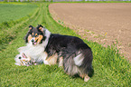 Collies