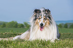 male Collie