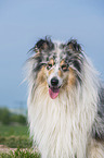 male Collie
