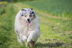 male Collie