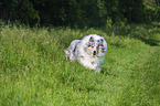 male Collie