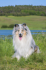 male Collie