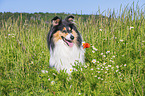 female Collie