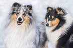 Collies
