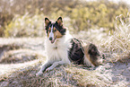 Collie