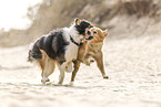 2 dogs