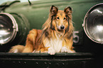 female Collie