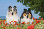 Collies