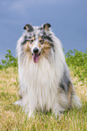 Collie