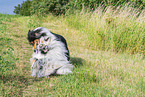 Collies