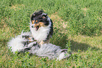 Collies
