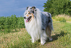 Collie