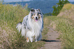Collie