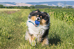 Collie