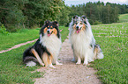 Collies