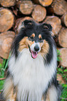 female Collie