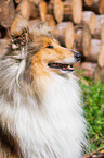 young Collie