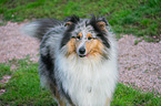 male Collie