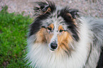 male Collie