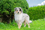 Collie