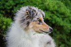 Collie