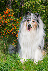 male Collie