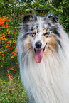 male Collie