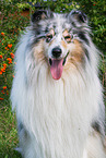 male Collie