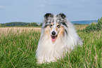 male Collie