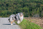 male Collie