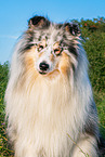 male Collie