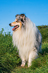 male Collie