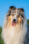 male Collie