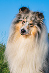 male Collie