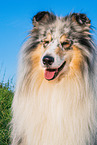 male Collie