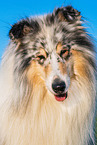 male Collie